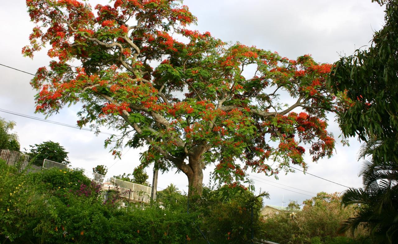 Villa Flamboyant Le Portail Ngoại thất bức ảnh